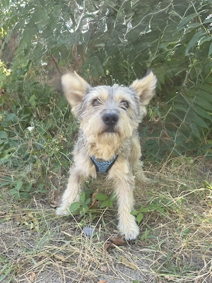 Cairn Terrier Mix Benji 