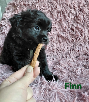Spitz Chihuahua Welpen Mädchen  Jungs