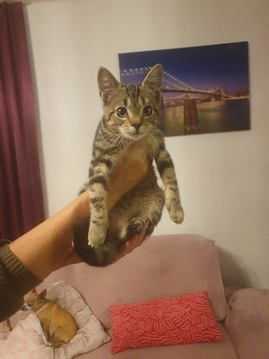 Babykatzen abzugeben ab sofort!