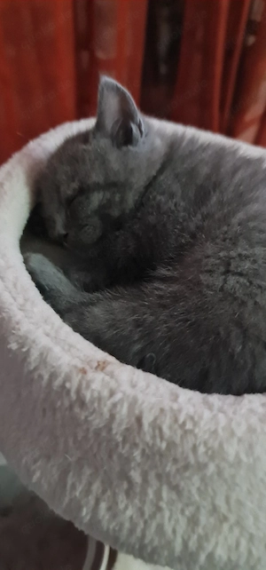 Süße BKH Kitten  Bild 2