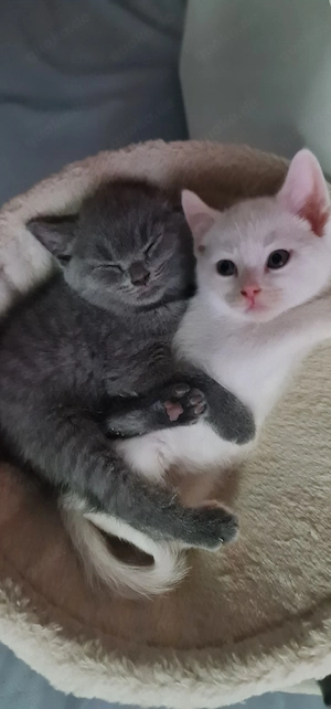 Süße BKH Kitten  Bild 3