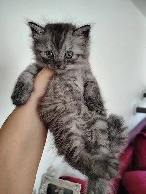 Britisch Langhaar Britisch Kurzhaar Ragdoll Kitten