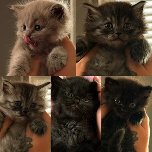Britisch Langhaar Britisch Kurzhaar Ragdoll Kitten