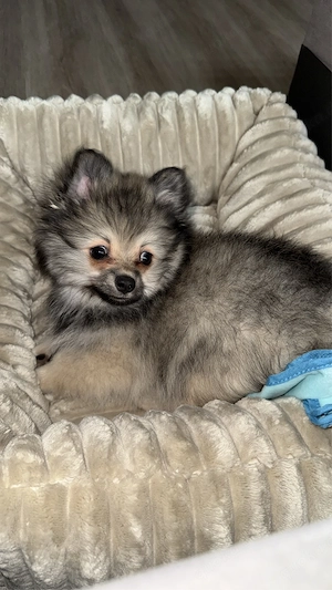 Pomchi Welpe sucht dringend liebevolles zuhause
