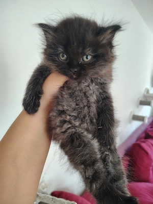 BLH Ragdoll Kitten Kater