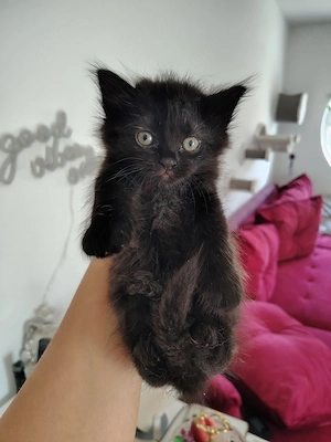 BLH Ragdoll Katze Kitten 