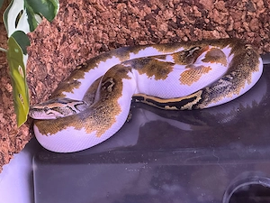 Tigerpython Python bivittatus 1.0 männlich