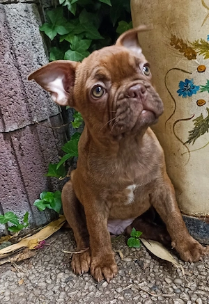 Französische Bulldoggen mit Ahnentafel suchen noch ihre Familie!