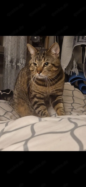 Hiermit verkaufe ich mein 2 jährige mein Kater 