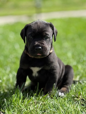Cane Corso Welpen