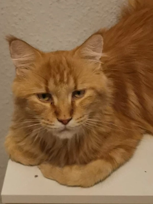 Wunderschöne rote Maine Coon Dame abzugeben