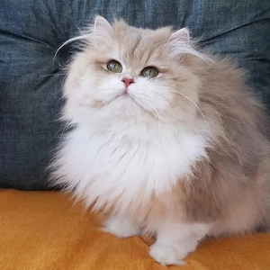 Britisch Langhaar Katze  Ay Golden 