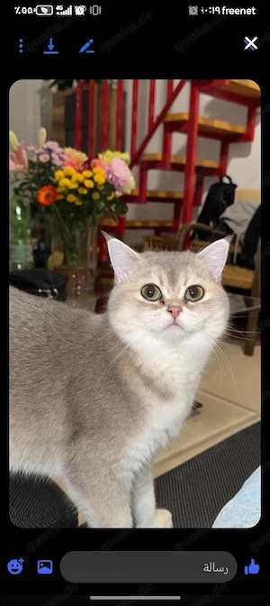 BKH golden shaded Katze 