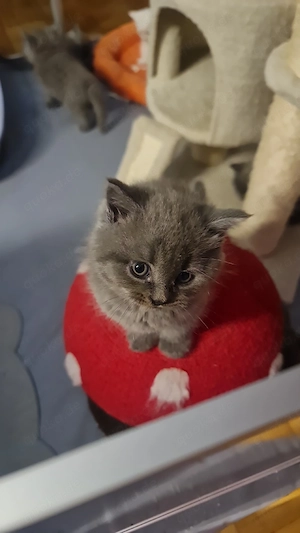 Süße BKH Kitten  Bild 6