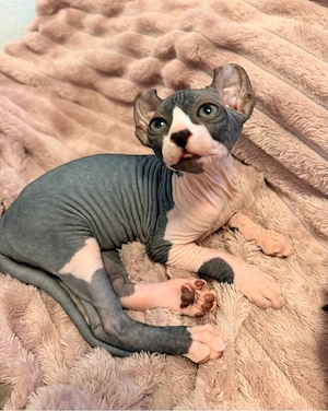 Kanadisch Sphinx Kitten 