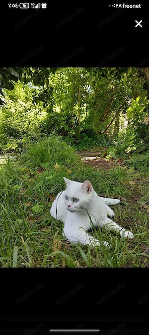 BKH reinrassig Kater 