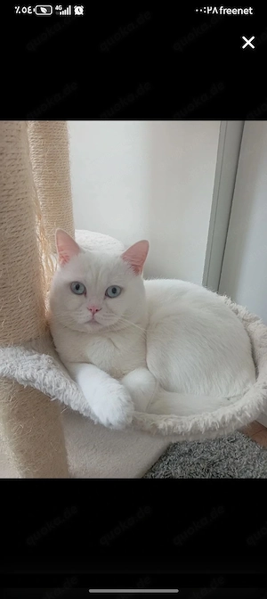 BKH reinrassig Kater mit Blauen Augen 