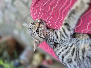 Kleine Maikatzen