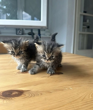 4 Zuckersüße Kitten suchen liebevolles Zuhause!! 