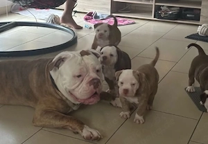 Old Englische Bulldogge 