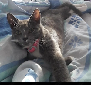 Notfall:  Dringend ein jährige Katze sucht neuen Dosenöffner-(Körbchen)!