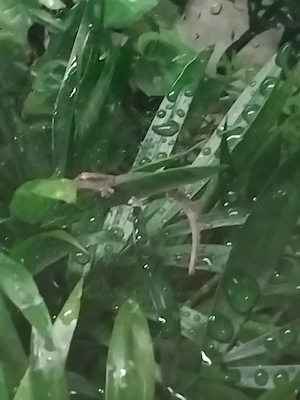 jungferngecko  Bild 2