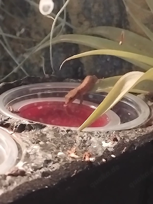 jungferngecko 