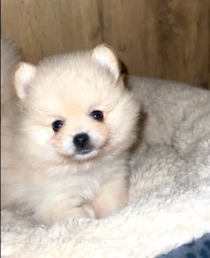 reinrassige Pomeranian  Zwergspitz  welpen 