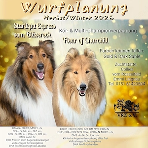 Collie Langhaar Wurfplanung Herbst Winter 2026