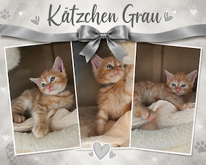 Vier kleine Maine-Coon-Mix-Kitten suchen noch ihre Herzensmenschen.