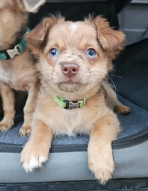 *MONTY* Chihuahua Goldstück mit himmelblauen Augen (vom Hundetrainer mit Zubehör und Ausbildung)