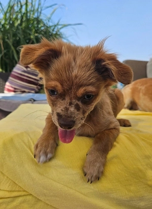 *MONTY* Chihuahua Goldstück mit himmelblauen Augen (vom Hundetrainer mit Zubehör und Ausbildung)