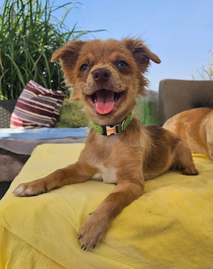 *MONTY* Chihuahua Goldstück mit himmelblauen Augen (vom Hundetrainer mit Zubehör und Ausbildung)