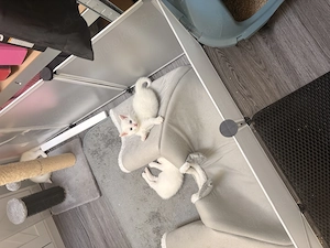 4 kitten zu verkaufen (weiß) auch einzelt zum abgeben 