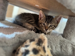 kitten abzugeben