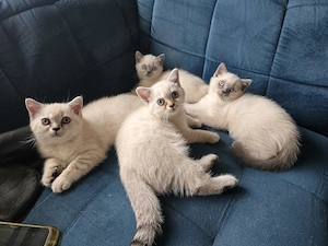 Kleine Samtpfoten British Kurzhaar Kitten 