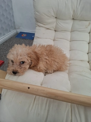 Maltipoo welpen Hündin und Rüden 
