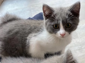 1 Britische Kurzhaar Kitten (männlich) mit weißer Schwanzspitze
