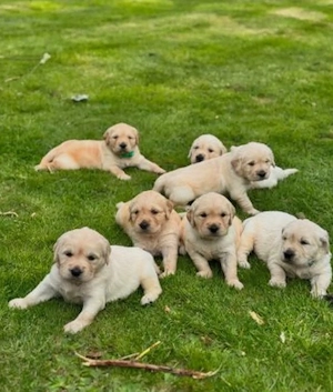 Traumhafte Golden Retriever Welpen   Liebevolle Familienhunde suchen ihr Zuhause   
