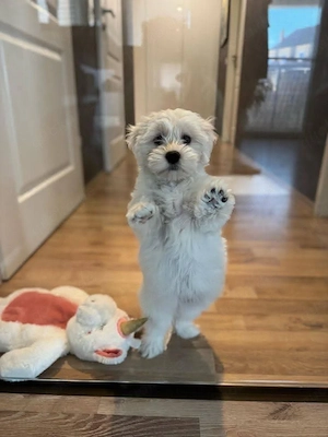 Bichon Havaneser Welpe Bild 6