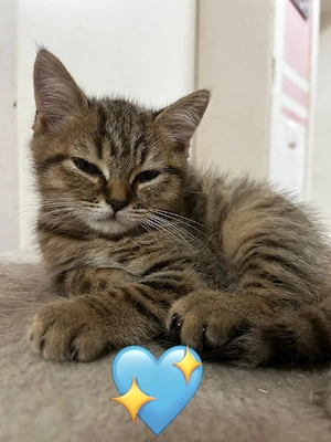 3 kleine Kater & 1 bezaubernde Katze suchen ihr Für-immer-Zuhause