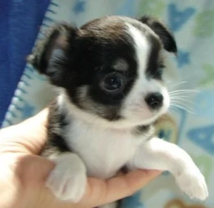 Chihuahua-Welpen