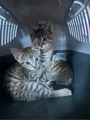 2 bengal mix absofort