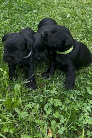 Schwarze Zwergschnauzer Welpen 