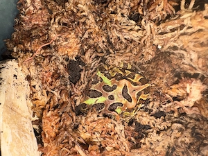 Schmuckhornfrosch Jungtier 