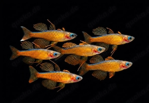 Paskai Blauauge Pseudomugil luminatus 
