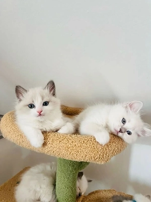Ragdoll-Kätzchen bereit für ihr neues Zuhause