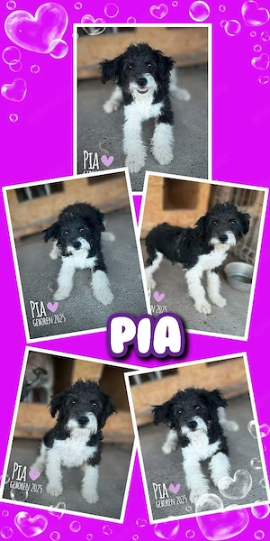 kleine, sehr liebe, fröhliche, menschenbezogene Hündin "Pia" hast Du ein Körbchen frei für mich?