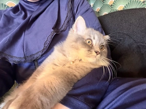 Ich verkaufe süße Katzen