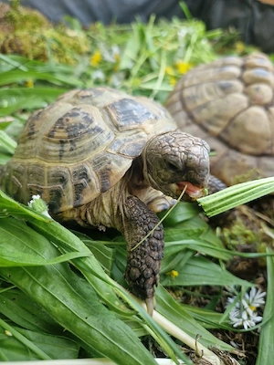 Platz auf Lebzeit für Landschildkröten 